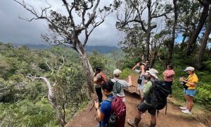 Aiea Loop Trail, photo by DLNR