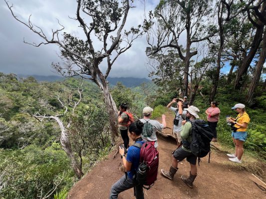 Aiea Loop Trail, photo by DLNR