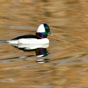 Bufflehead, photo by © Kerry Hargrove - stock.adobe.com