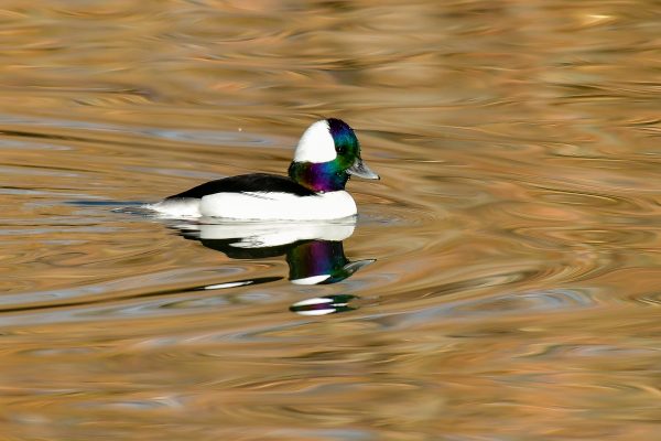 Bufflehead, photo by © Kerry Hargrove - stock.adobe.com