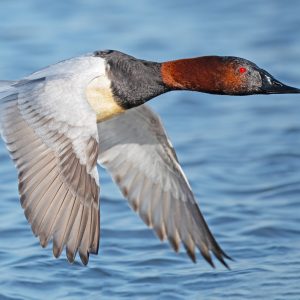 Canvasback, photo by © Brian E Kushner - stock.adobe.com