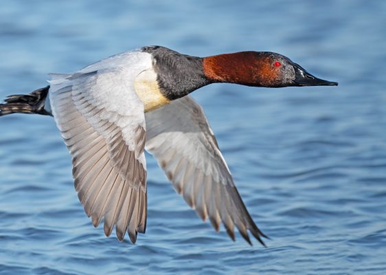 Canvasback, photo by © Brian E Kushner - stock.adobe.com