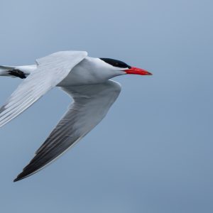 Caspian Tern, photo by © Jeff Huth - stock.adobe.com