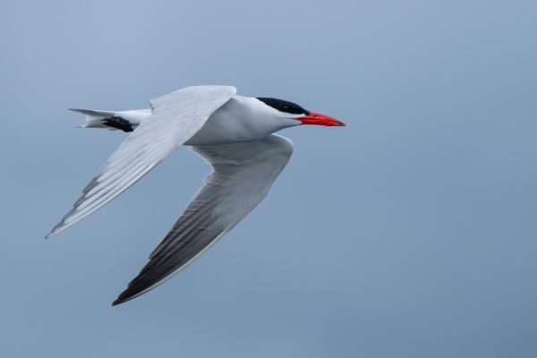 Caspian Tern, photo by © Jeff Huth - stock.adobe.com