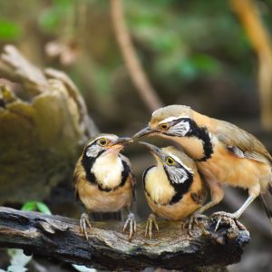 Greater Necklaced Laughingthrush, photo by © Onkamon - stock.adobe.com