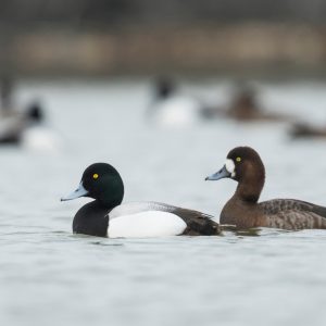 Greater Scaup, photo by © AGAMI - stock.adobe.com