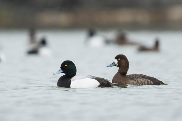 Greater Scaup, photo by © AGAMI - stock.adobe.com