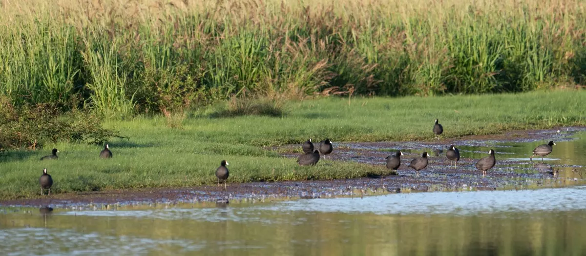 Hawaiʻi Birding Trails | Ecozones | Wetland