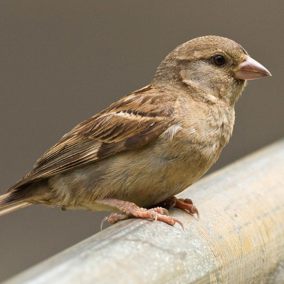 Hawaiʻi Birding Trails | house sparrow