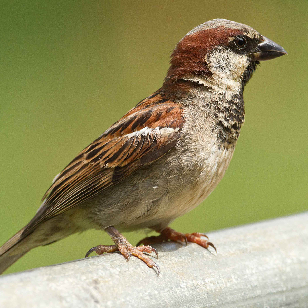 List 101+ Pictures picture of a sparrow bird Superb