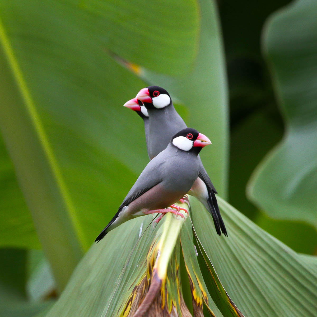 red sparrow bird