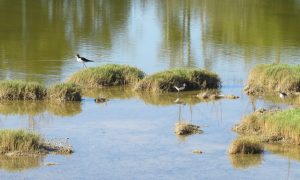 Kanahā Pond State Wildlife Sanctuary, photo by Jeff Bagshaw