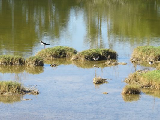 Kanahā Pond State Wildlife Sanctuary, photo by Jeff Bagshaw