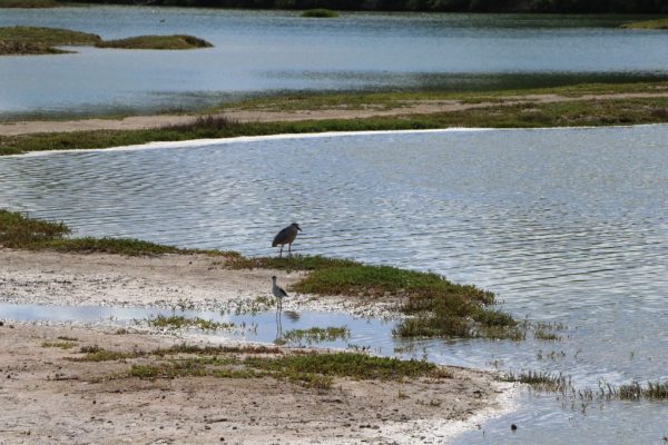 Kawaiele State Waterbird Sanctuary