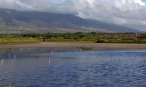 Kealia Pond NWR, photo by USFWS