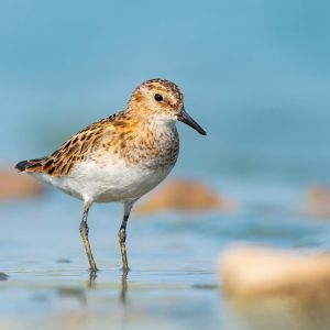 Least Sandpiper, photo by © selim - stock.adobe.com