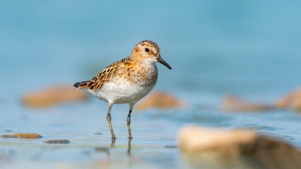 Least Sandpiper, photo by © selim - stock.adobe.com