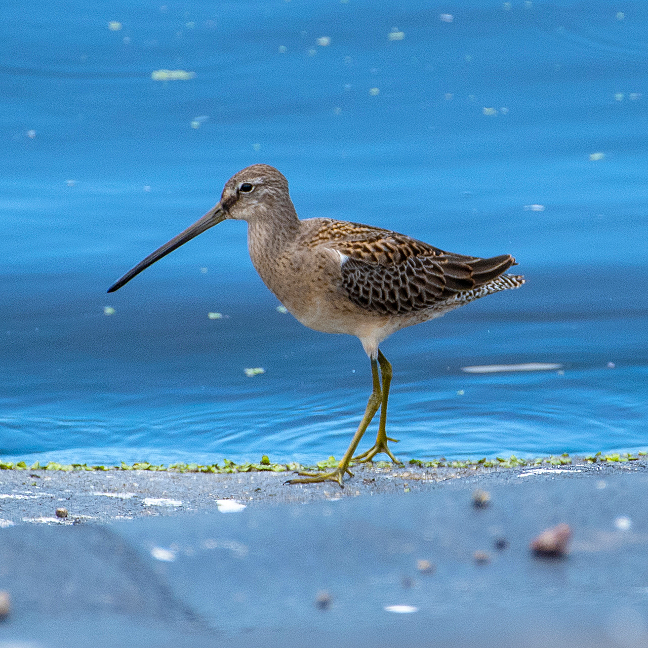 Hawaiʻi Birding Trails