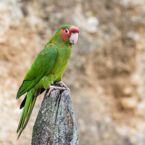 Mitred Parakeet, photo by © AB Photography - stock.adobe.com