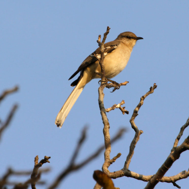 Hawaiʻi Birding Trails 