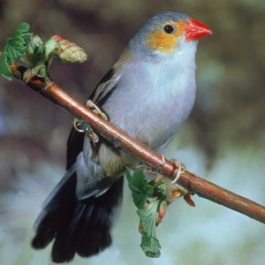 Orange-Cheeked Waxbill, photo by © slowmotiongli - stock.adobe.com