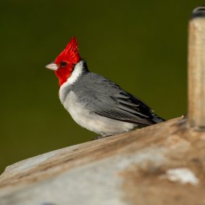 Red-crested cardinal, Alex Wang