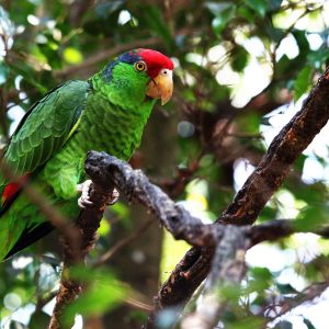 Red-crowned parrot, photo by © Vincent Tolley - stock.adobe.com