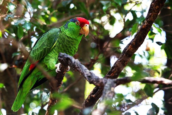 Red-crowned parrot, photo by © Vincent Tolley - stock.adobe.com