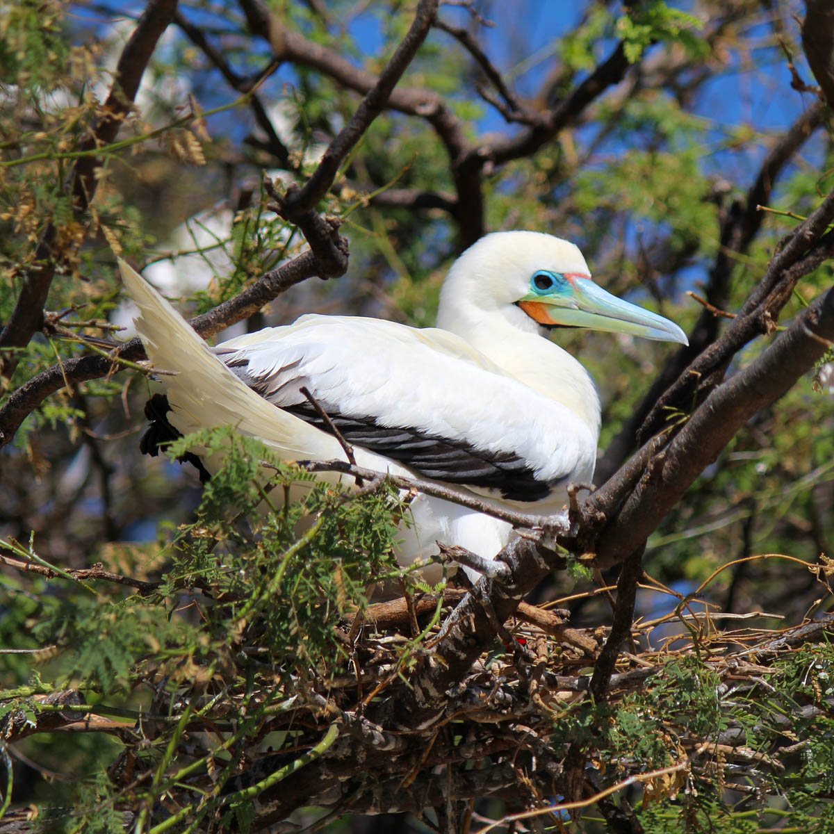 Hawaiʻi Birding Trails | red-footed booby