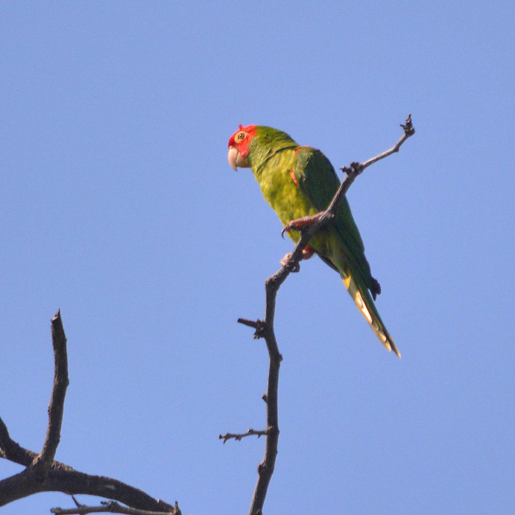 Hawaiʻi Birding Trails | red-masked parakeet