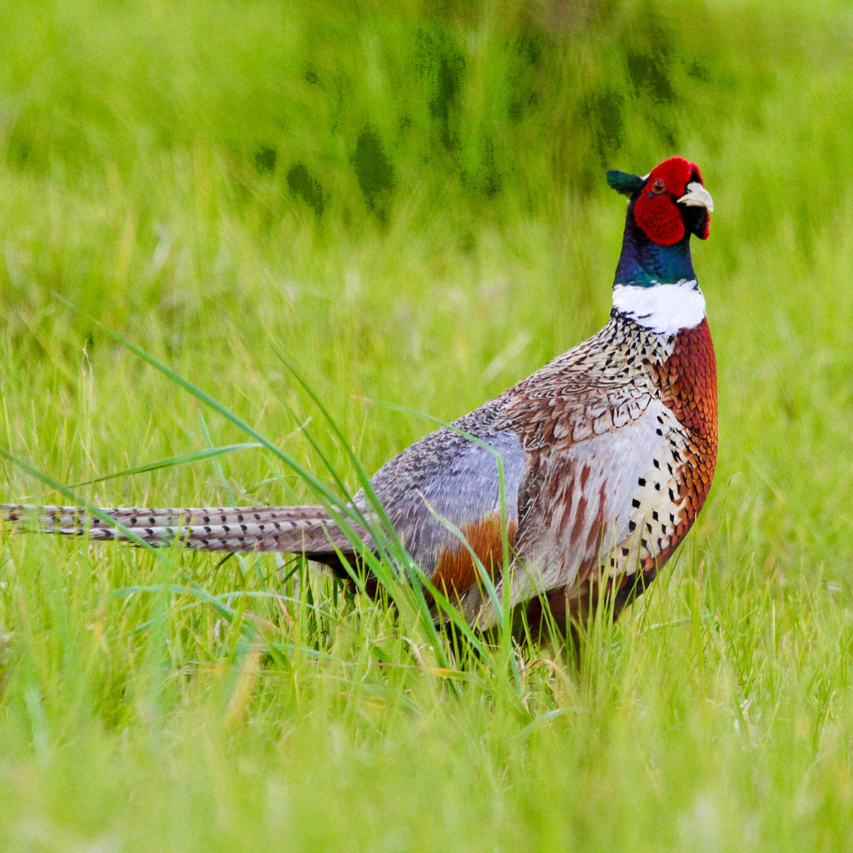 Hawaiʻi Birding Trails Ring Necked Pheasant