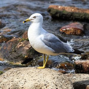 Ring-billed Gull, photo by © Amelia - stock.adobe.com