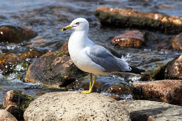 Ring-billed Gull, photo by © Amelia - stock.adobe.com