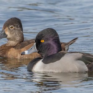 Ring-necked Duck, photo by © Matthew Jolley - stock.adobe.com