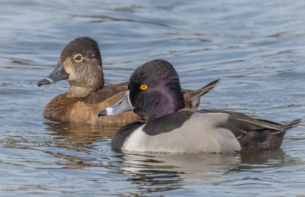 Ring-necked Duck, photo by © Matthew Jolley - stock.adobe.com