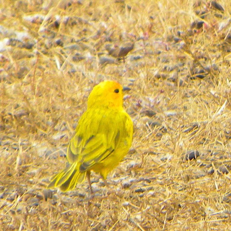 Hawaiʻi Birding Trails saffron finch