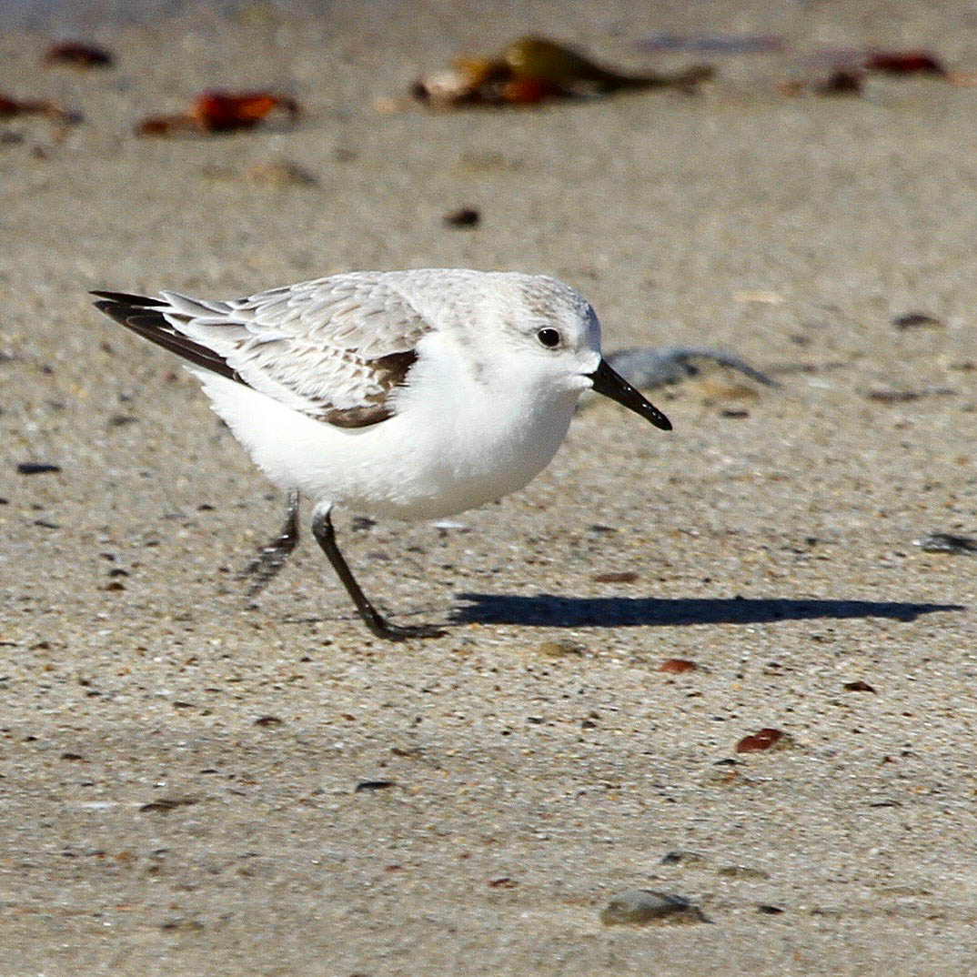 Hawai i Birding Trails Sanderling
