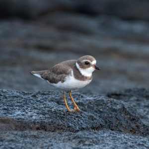Semipalmated Plover, Alex Wang