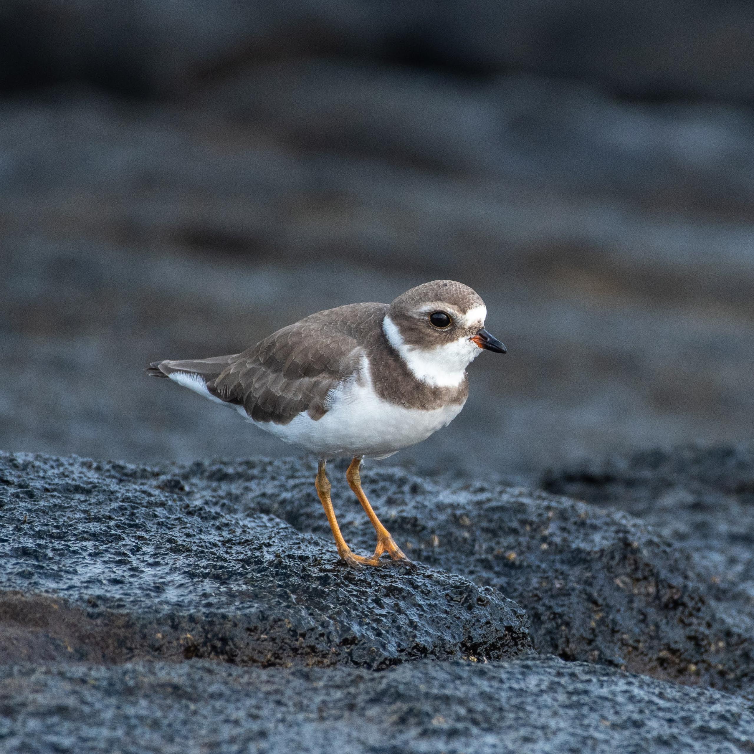 Hawaiʻi Birding Trails