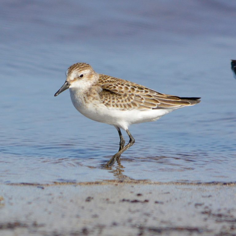 Hawaiʻi Birding Trails | semipalmated plover