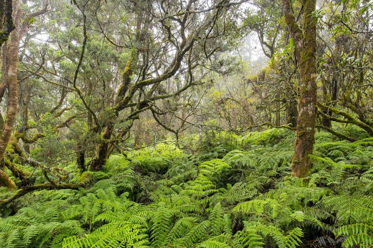 Hawaiʻi Birding Trails Waikamoi Preserve (The Nature ConservancyPRIVATE)