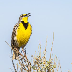 Western Meadowlark, photo by © Hanjo Hellmann - stock.adobe.com