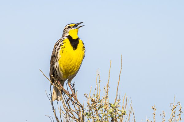 Western Meadowlark, photo by © Hanjo Hellmann - stock.adobe.com