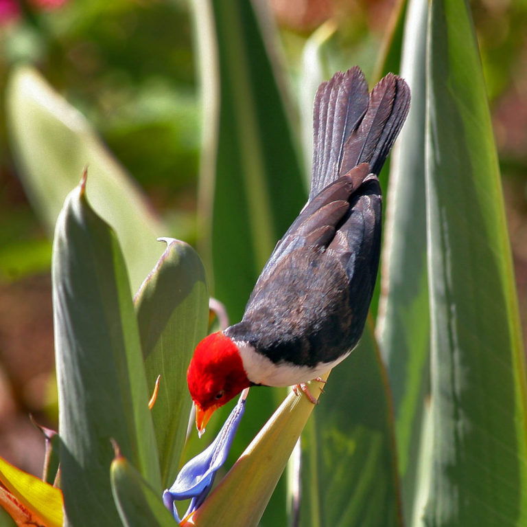 Hawaiʻi Birding Trails yellowbilled cardinal