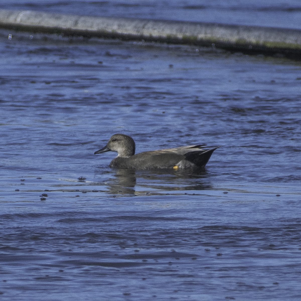 Hawaiʻi Birding Trails | Birds