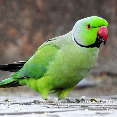 Parrot Bird Rose-ringed parakeet Desktop High-definition television,  sparrow, animals, computer png | PNGEgg