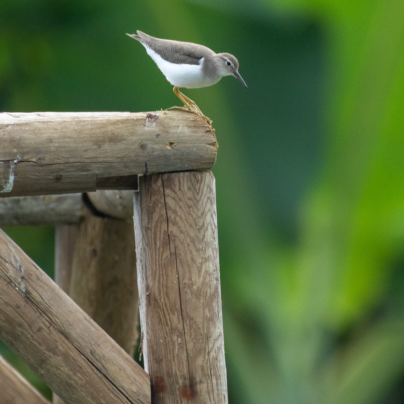 Hawaiʻi Birding Trails | spotted sandpiper